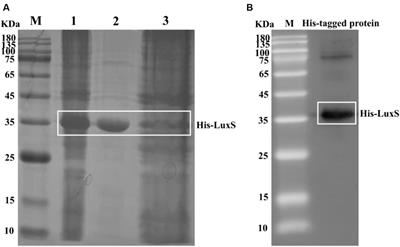 The absence of luxS reduces the invasion of Avibacterium paragallinarum but is not essential for virulence